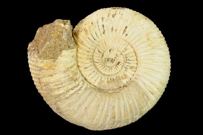 Jurassic Ammonite (Perisphinctes) Fossil - Madagascar #152773